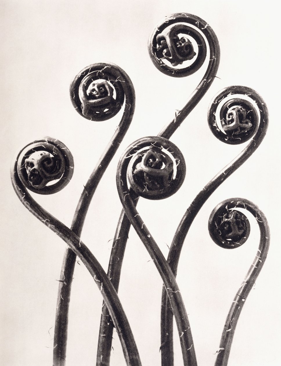 Adiantum Pedatum – amerikai leányszőrű páfrány, fiatal feltekert levelek nyolcszor nagyítva alkotó: Karl Blossfeldt