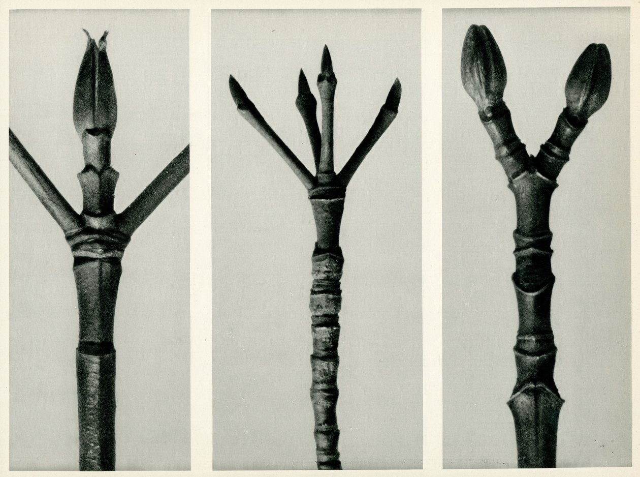 Cornus Nuttallii, 1929 (fénynyomat) alkotó: Karl Blossfeldt