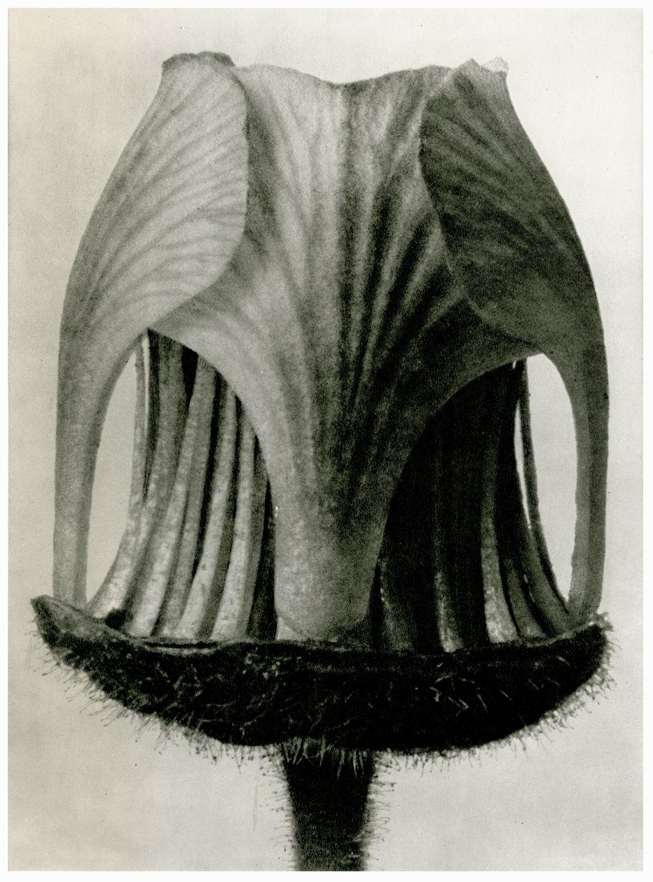 Geum Rivale. 1929 (fotómetszet) alkotó: Karl Blossfeldt