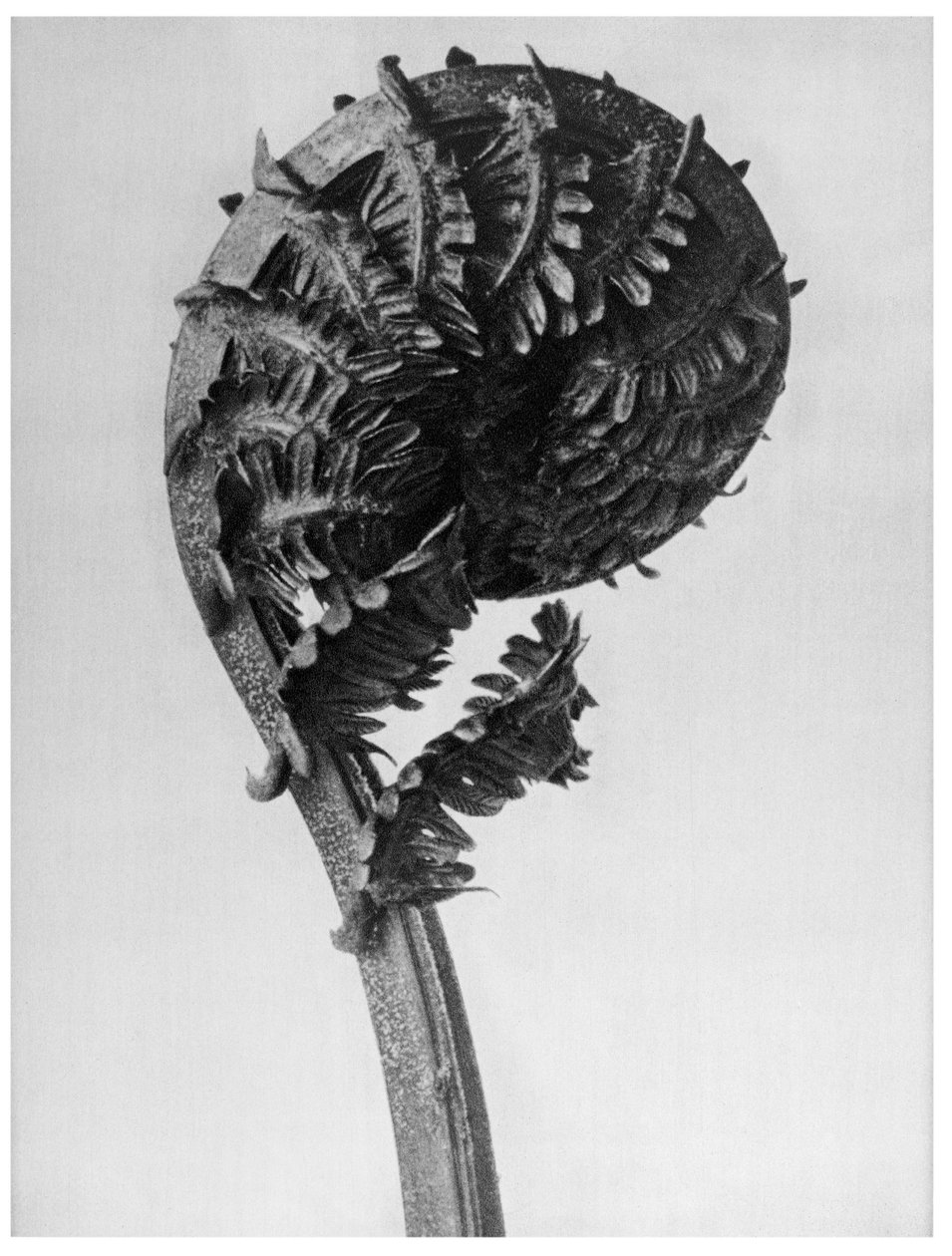 Eredeti művészeti formák alkotó: Karl Blossfeldt
