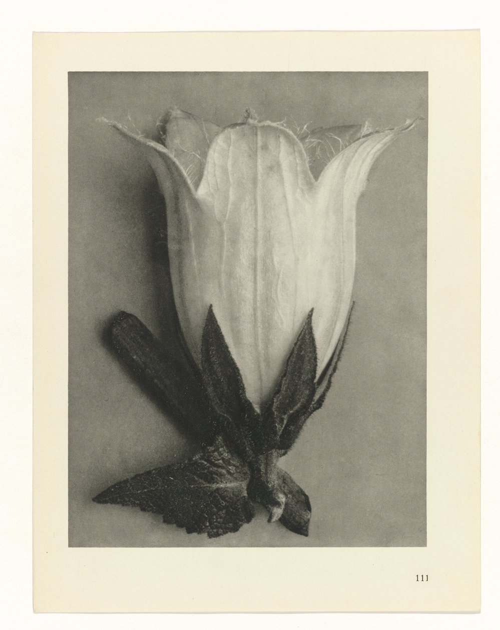 Növénytanulmányok A művészet archetípusai: fényképek a növényekről (sorozat címe) alkotó: Karl Blossfeldt