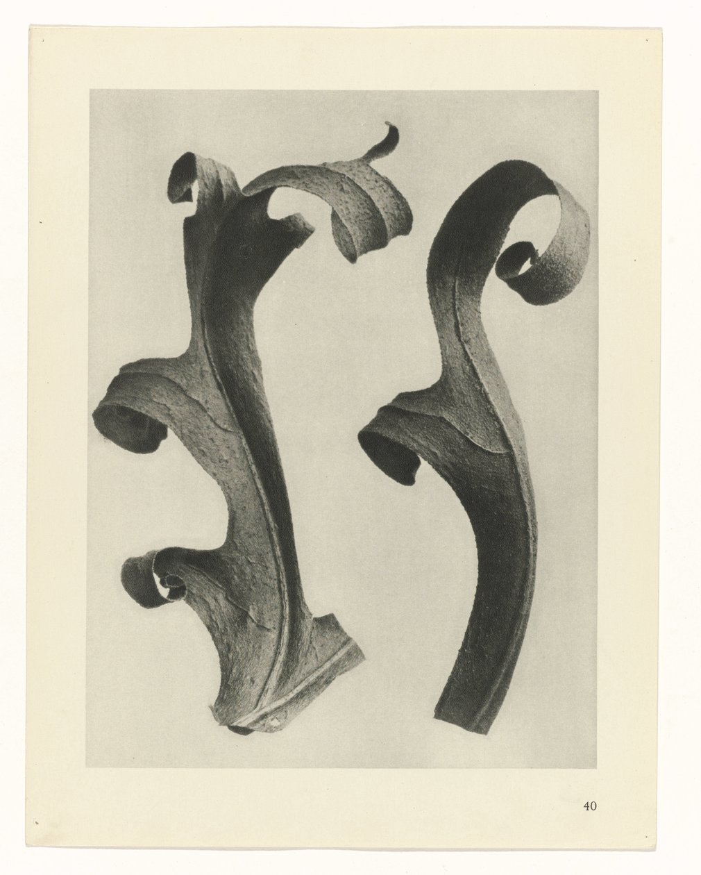 Növénytanulmányok A művészet archetípusai: fényképek a növényekről (sorozat címe) alkotó: Karl Blossfeldt