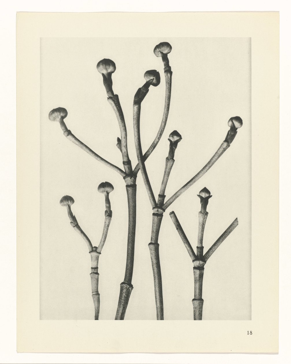 Növénytanulmányok A művészet archetípusai: fényképek a növényekről (sorozat címe) alkotó: Karl Blossfeldt