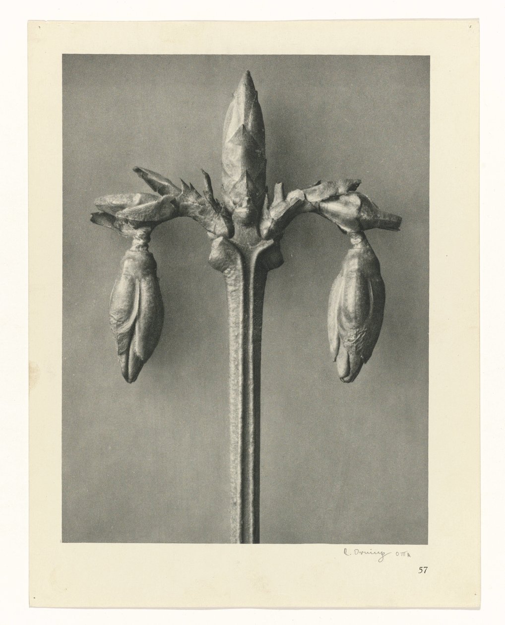 Növénytanulmányok A művészet archetípusai: fényképek a növényekről (sorozat címe) alkotó: Karl Blossfeldt