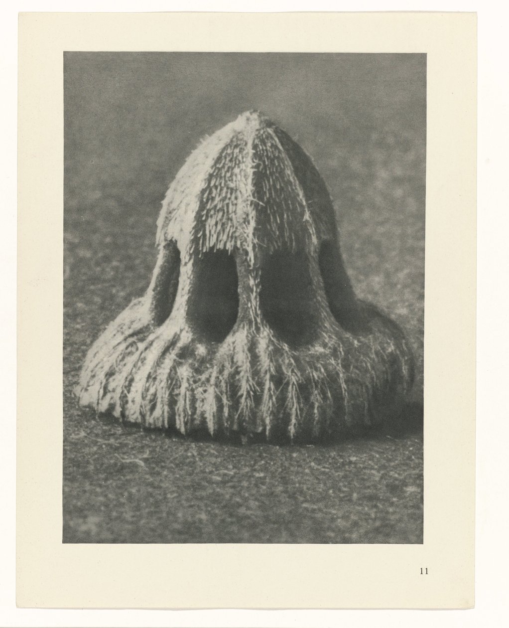 Növénytanulmányok A művészet archetípusai: fényképek a növényekről (sorozat címe) alkotó: Karl Blossfeldt