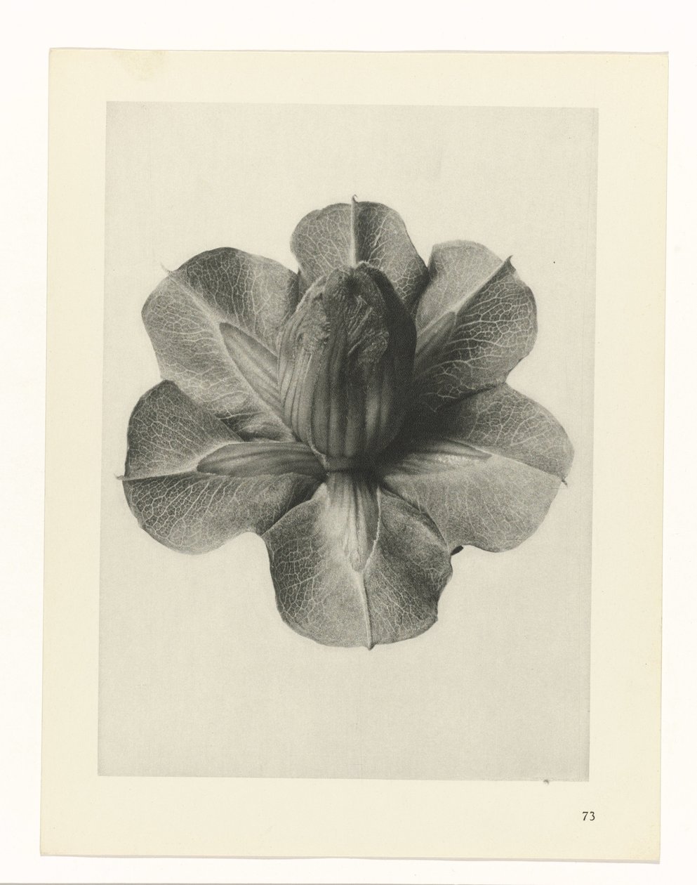 Növénytanulmányok A művészet archetípusai: fényképek a növényekről (sorozat címe) alkotó: Karl Blossfeldt