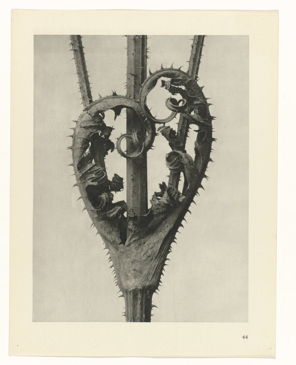 Növénytanulmányok A művészet archetípusai: fényképek a növényekről (sorozat címe) alkotó: Karl Blossfeldt