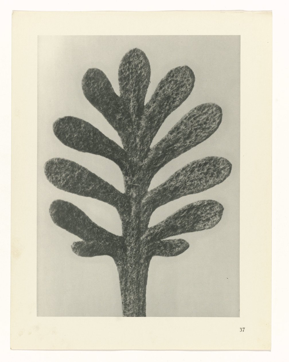 Növénytanulmányok A művészet archetípusai: fényképek a növényekről (sorozat címe) alkotó: Karl Blossfeldt