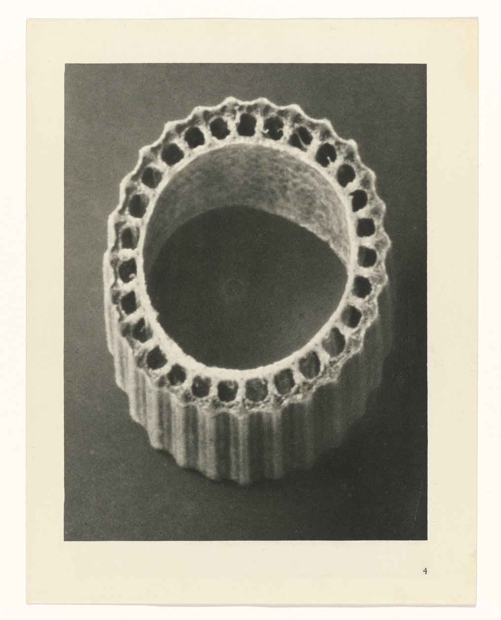 Növénytanulmányok A művészet archetípusai: fényképek a növényekről (sorozat címe) alkotó: Karl Blossfeldt