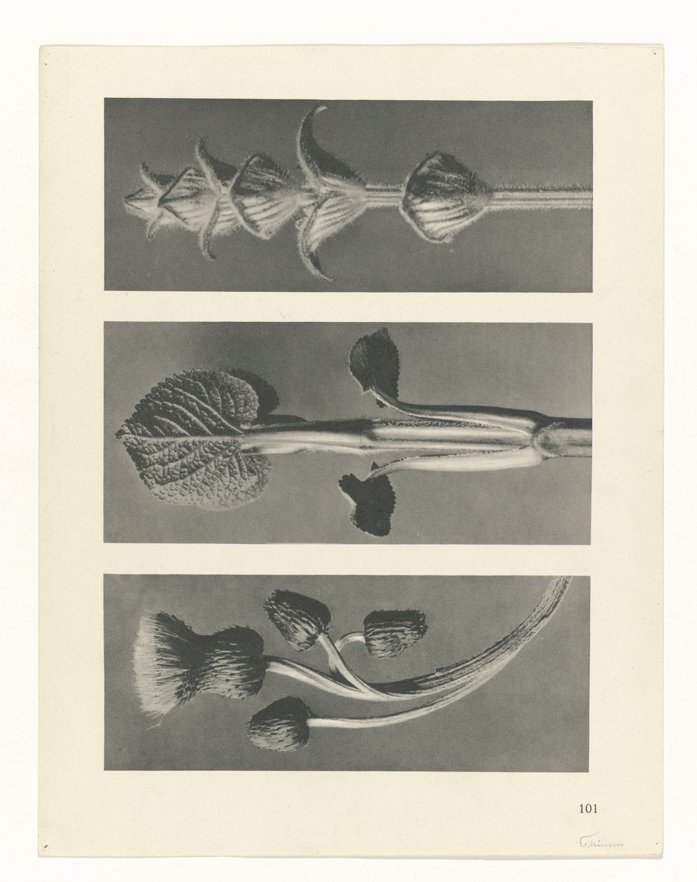 terv tanulmány A művészet archetípusai (sorozat címe) alkotó: Karl Blossfeldt
