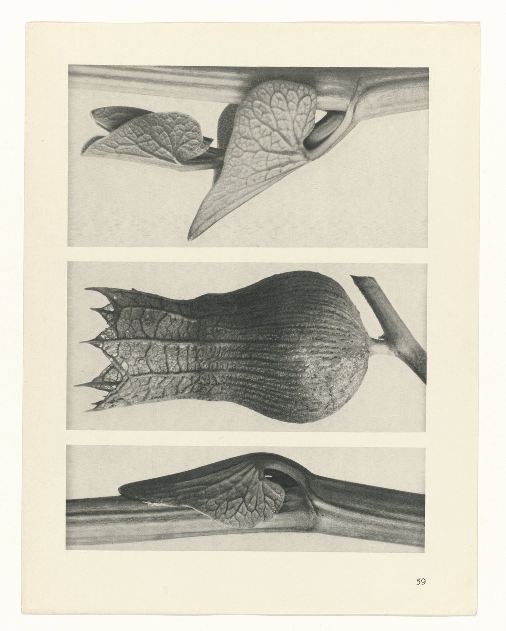terv tanulmány A művészet archetípusai (sorozat címe) alkotó: Karl Blossfeldt