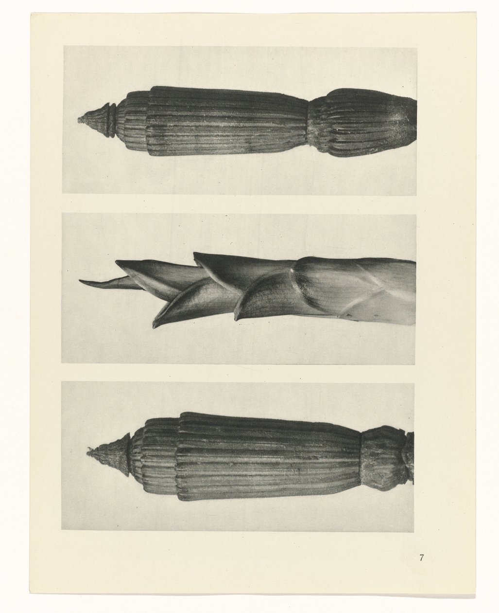terv tanulmány A művészet archetípusai (sorozat címe) alkotó: Karl Blossfeldt