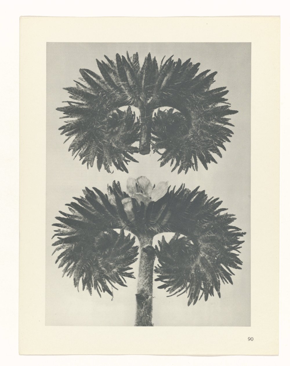 terv tanulmány A művészet archetípusai (sorozat címe) alkotó: Karl Blossfeldt