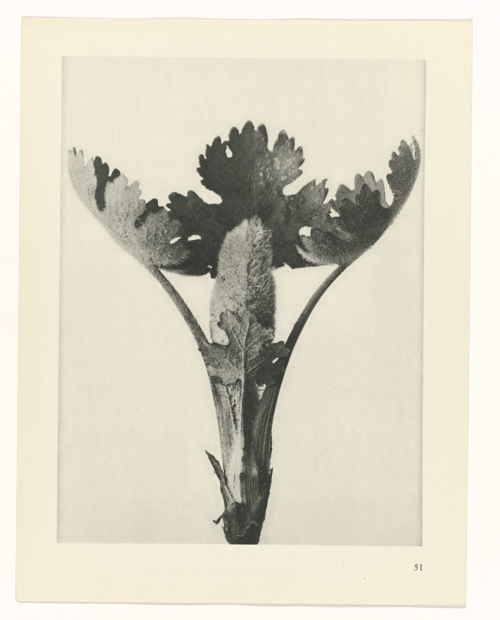 terv tanulmány A művészet archetípusai (sorozat címe) alkotó: Karl Blossfeldt