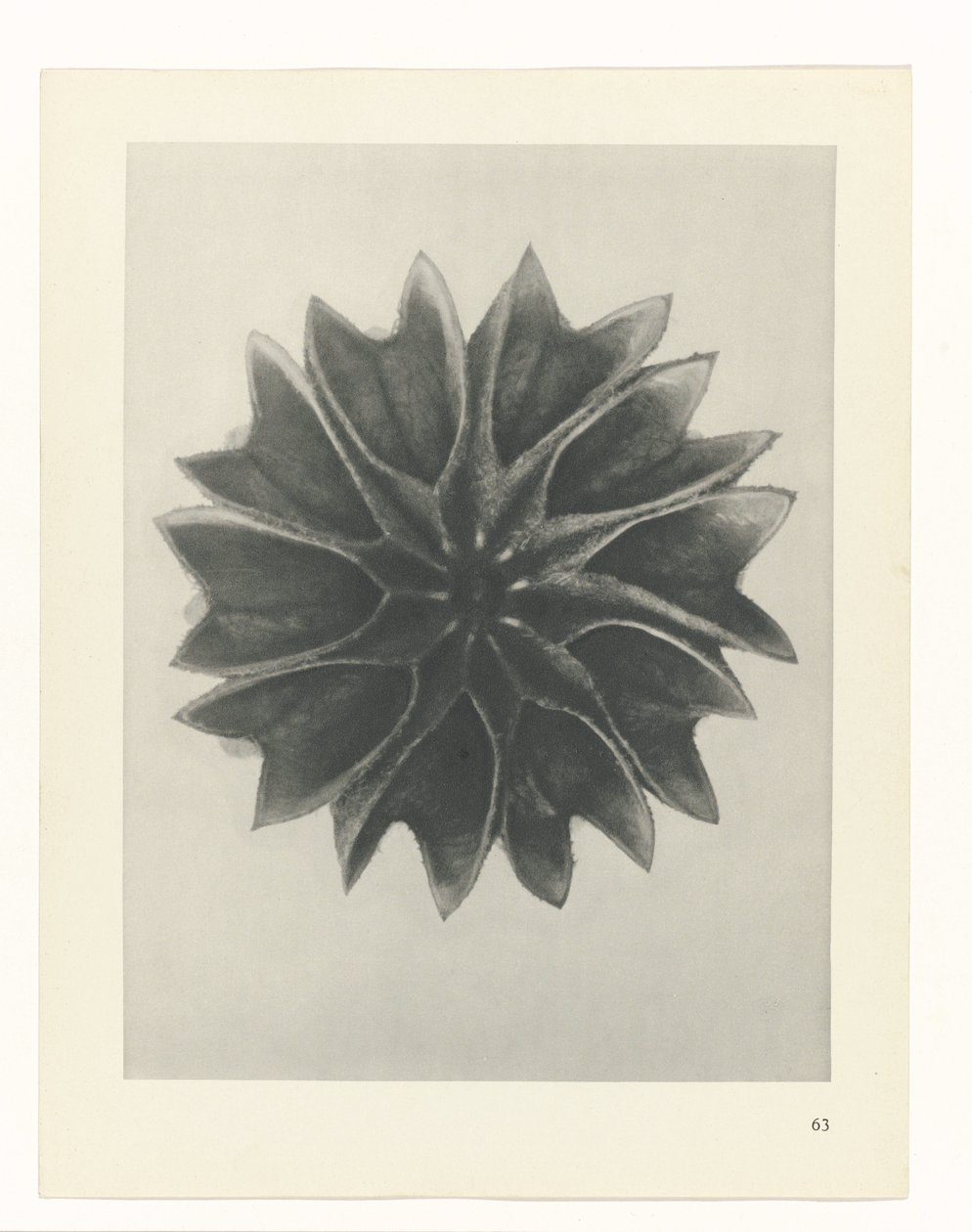 terv tanulmány A művészet archetípusai (sorozat címe) alkotó: Karl Blossfeldt