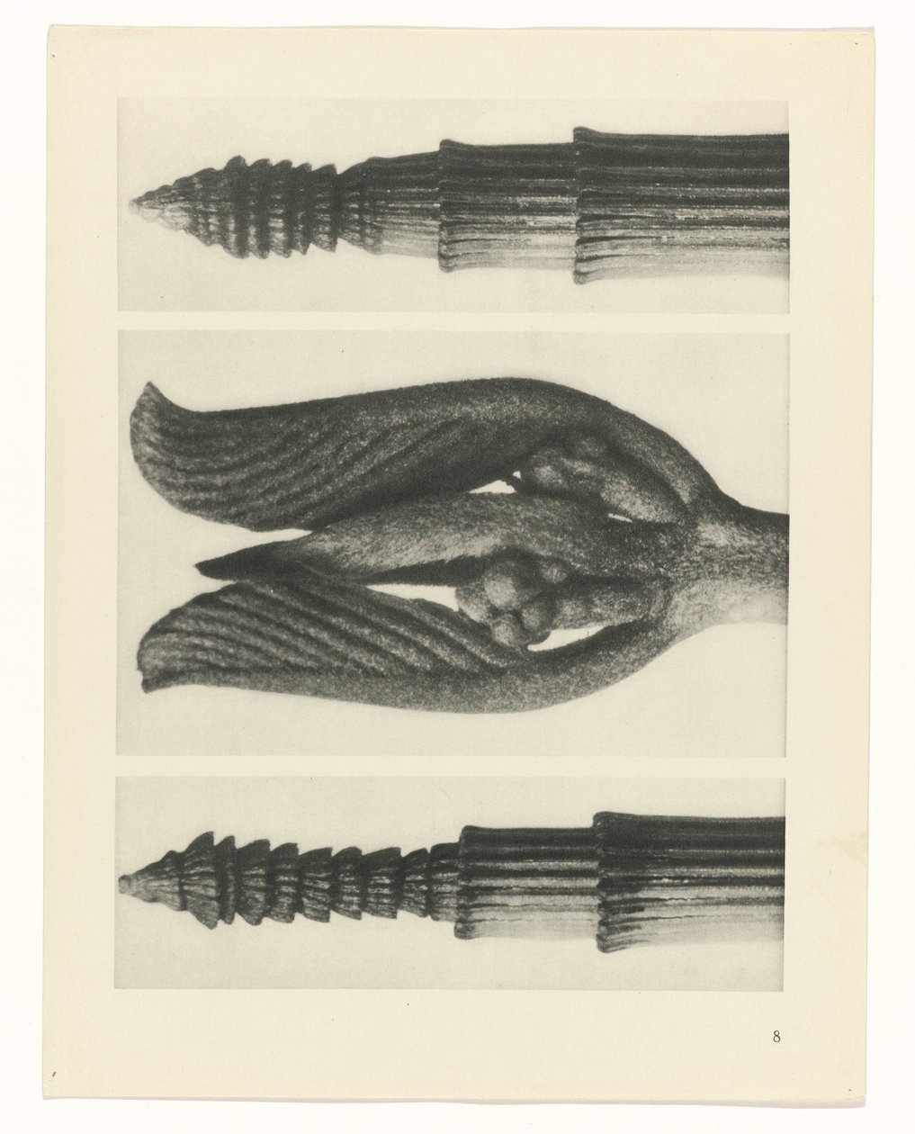 terv tanulmány A művészet archetípusai (sorozat címe) alkotó: Karl Blossfeldt