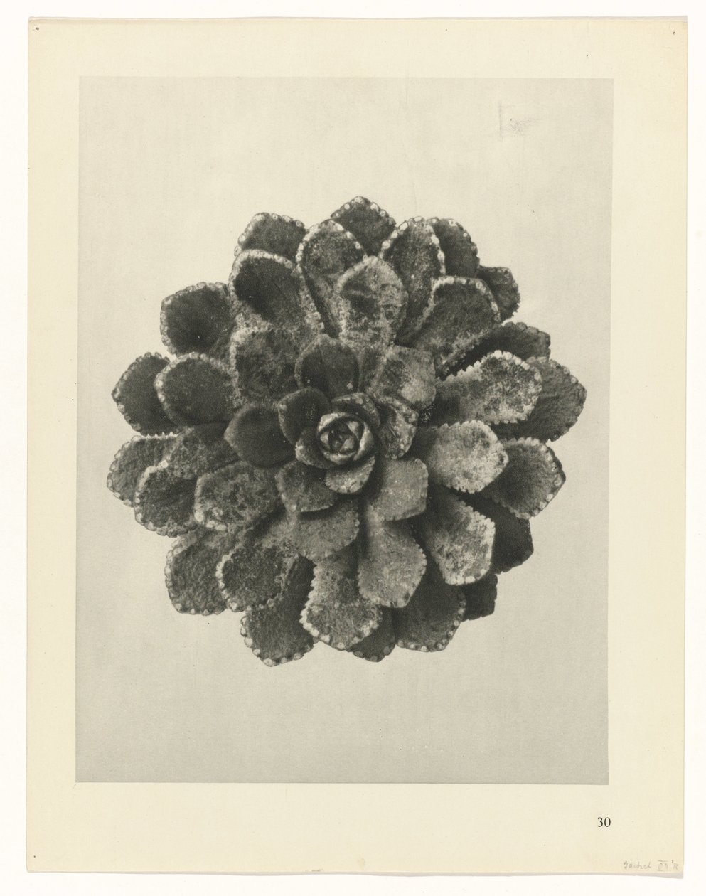 terv tanulmány A művészet archetípusai (sorozat címe) alkotó: Karl Blossfeldt