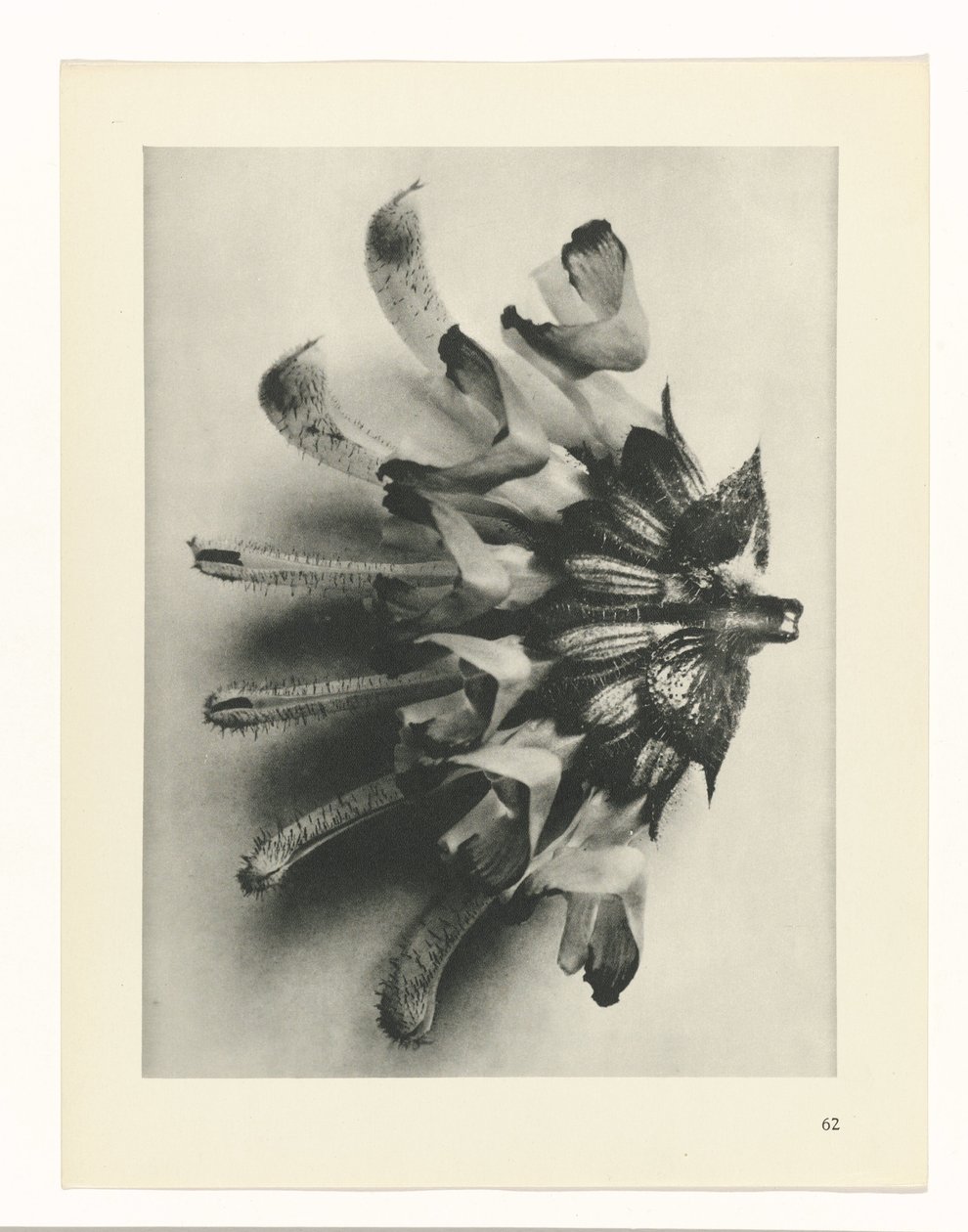 terv tanulmány A művészet archetípusai (sorozat címe) alkotó: Karl Blossfeldt