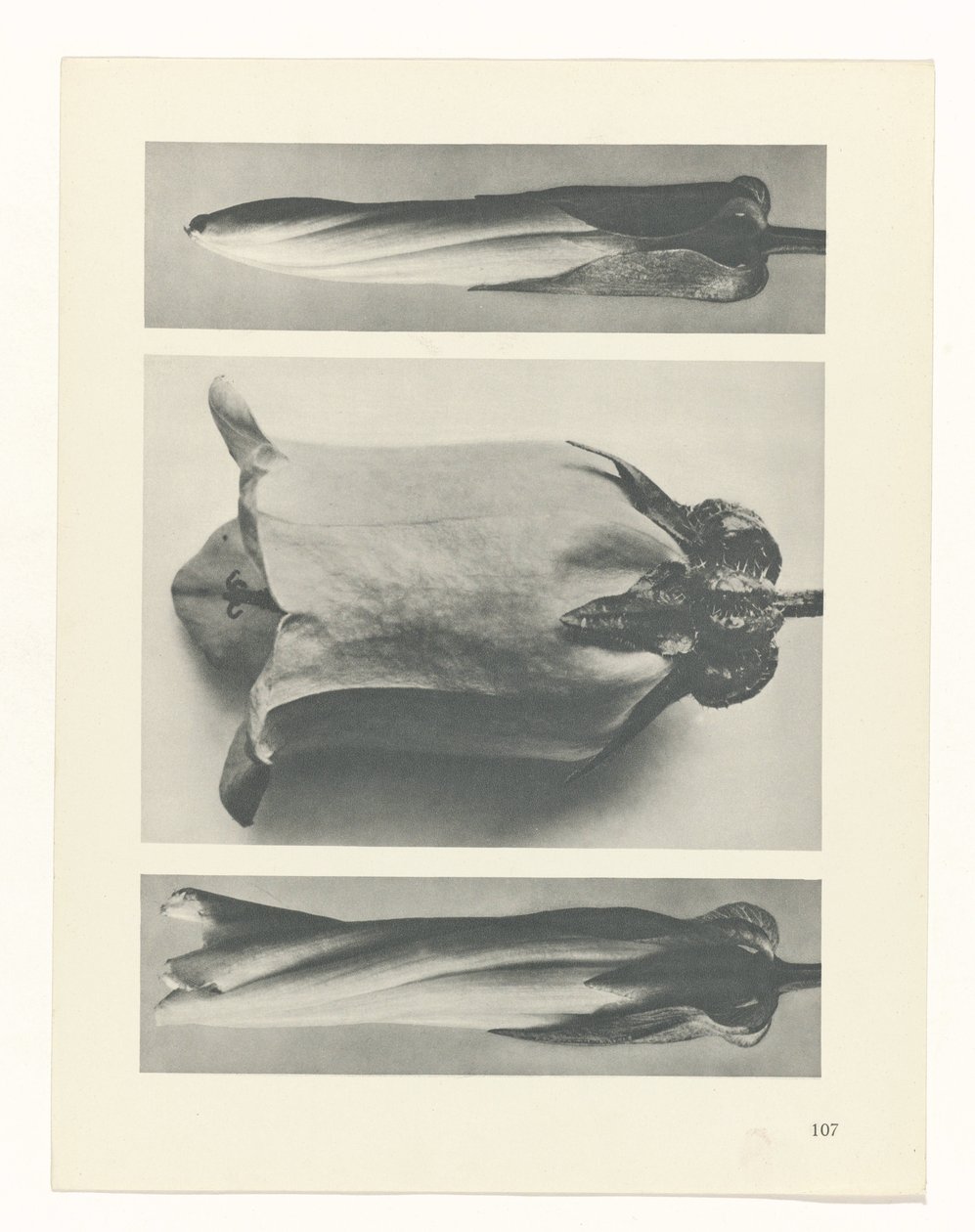 terv tanulmány A művészet archetípusai (sorozat címe) alkotó: Karl Blossfeldt