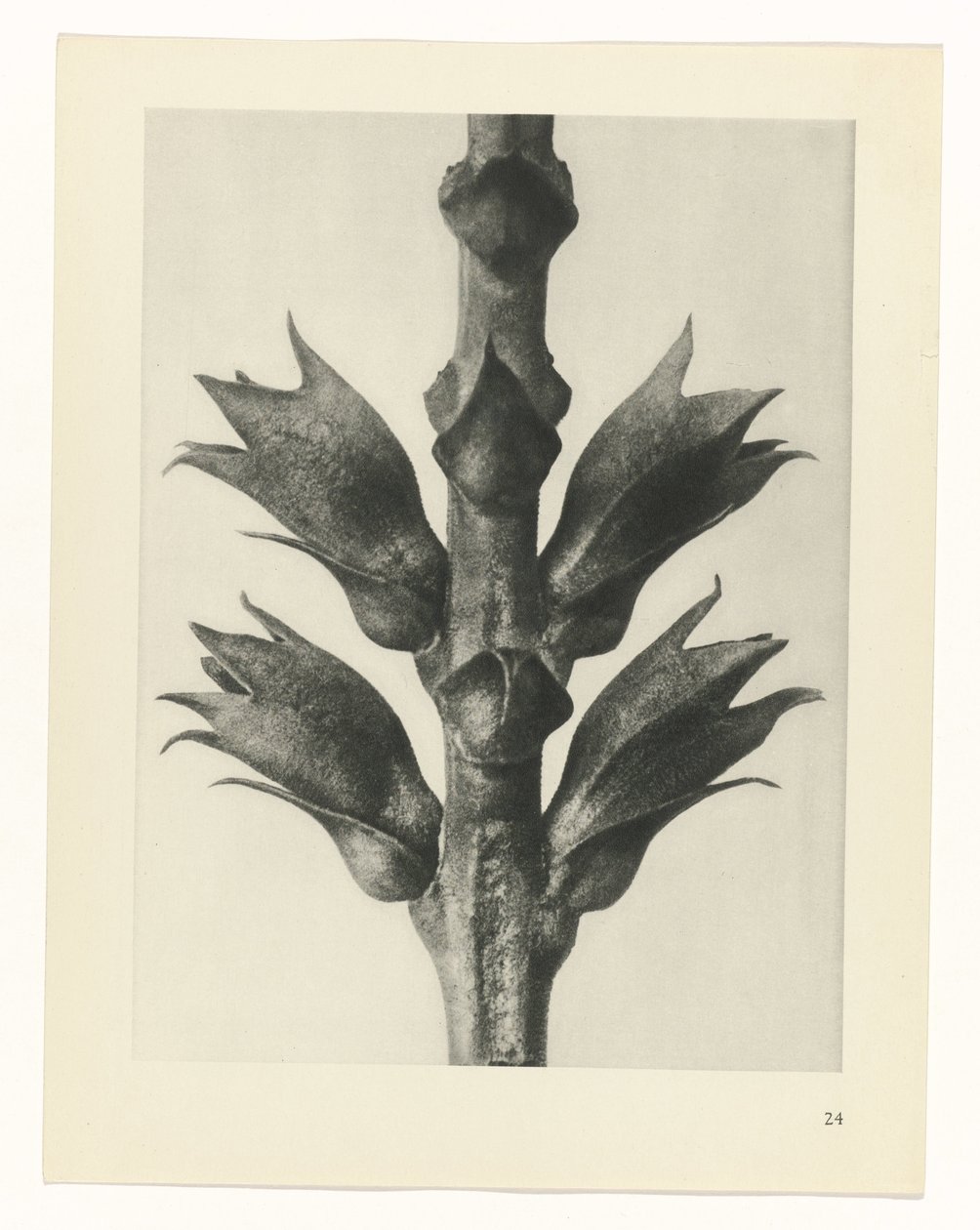 terv tanulmány A művészet archetípusai (sorozat címe) alkotó: Karl Blossfeldt