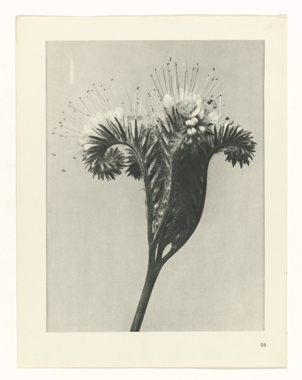 terv tanulmány A művészet archetípusai (sorozat címe) alkotó: Karl Blossfeldt