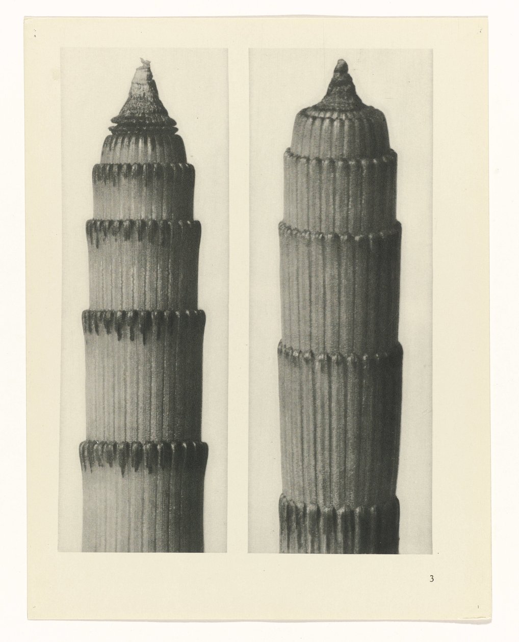 terv tanulmány A művészet archetípusai (sorozat címe) alkotó: Karl Blossfeldt