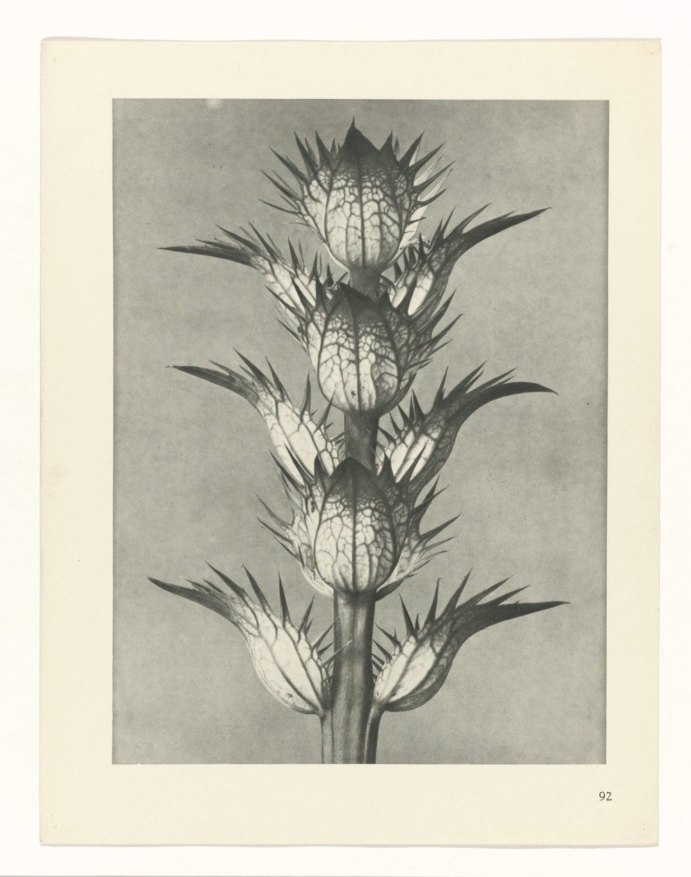 terv tanulmány A művészet archetípusai (sorozat címe) alkotó: Karl Blossfeldt
