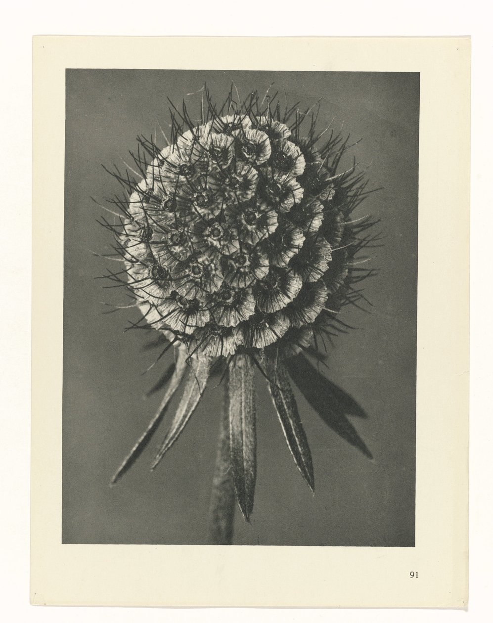terv tanulmány A művészet archetípusai (sorozat címe) alkotó: Karl Blossfeldt