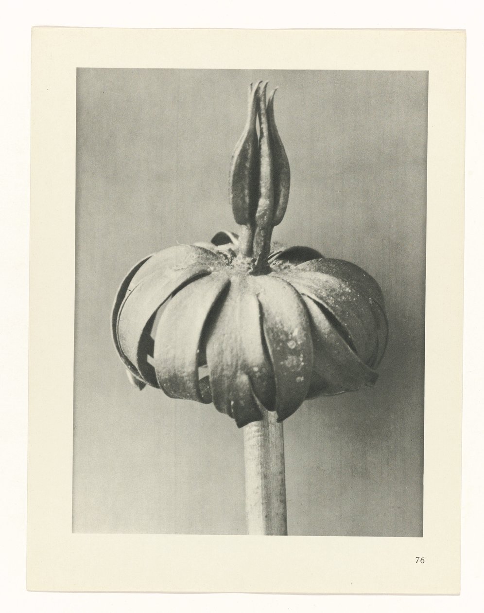 terv tanulmány A művészet archetípusai (sorozat címe) alkotó: Karl Blossfeldt