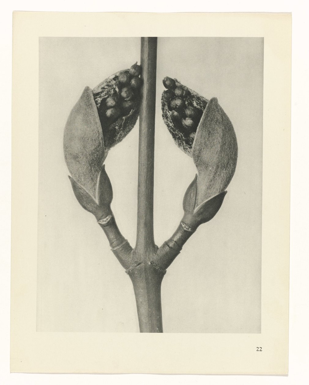terv tanulmány A művészet archetípusai (sorozat címe) alkotó: Karl Blossfeldt