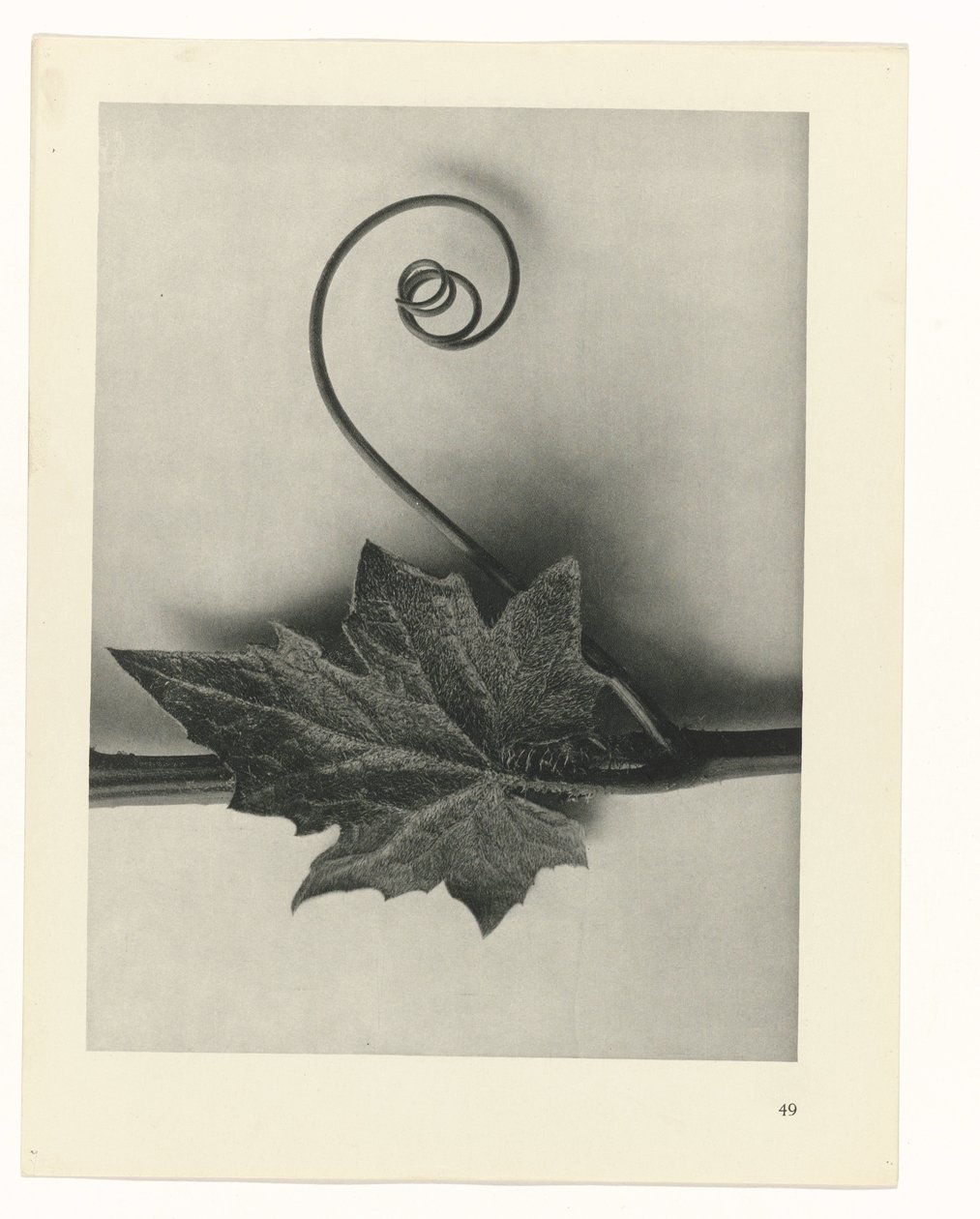terv tanulmány A művészet archetípusai (sorozat címe) alkotó: Karl Blossfeldt