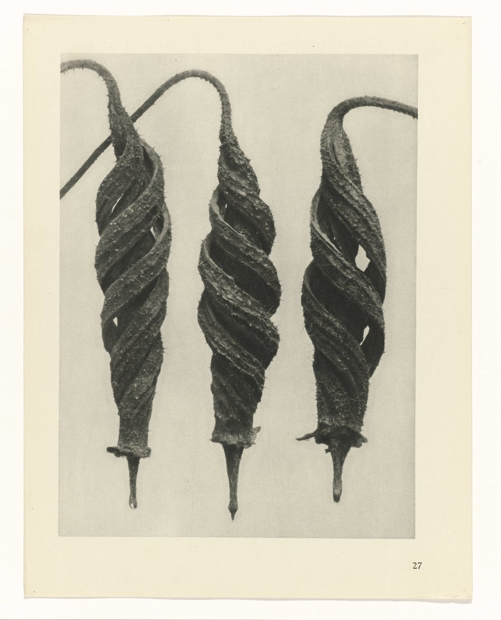 terv tanulmány A művészet archetípusai (sorozat címe) alkotó: Karl Blossfeldt
