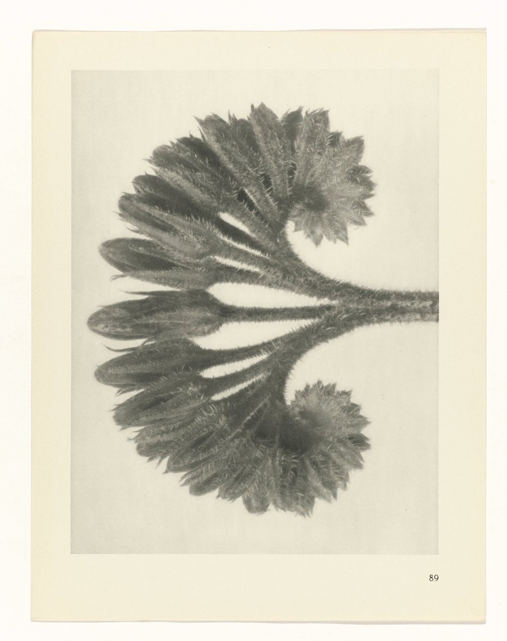 terv tanulmány A művészet archetípusai (sorozat címe) alkotó: Karl Blossfeldt