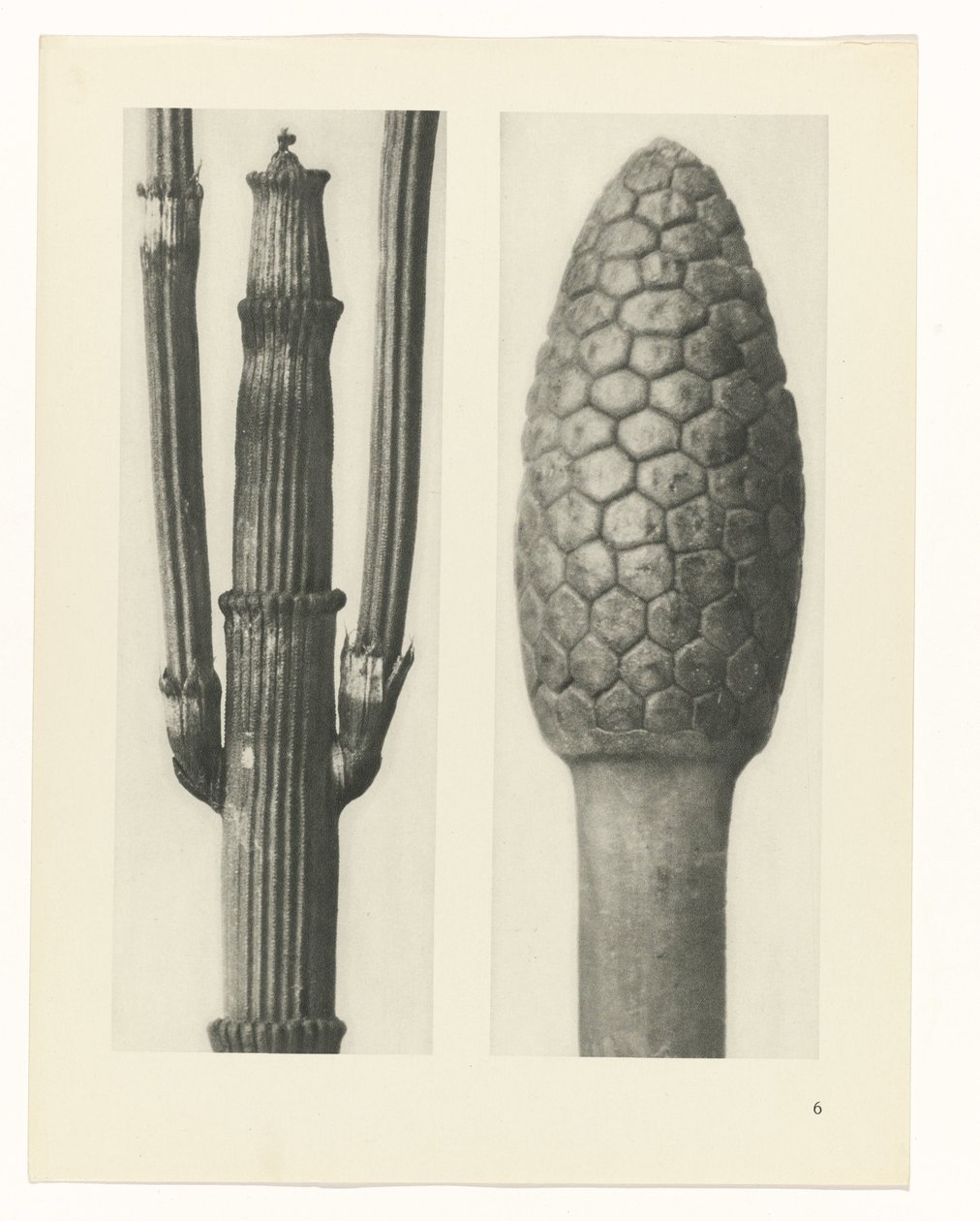 terv tanulmány A művészet archetípusai (sorozat címe) alkotó: Karl Blossfeldt