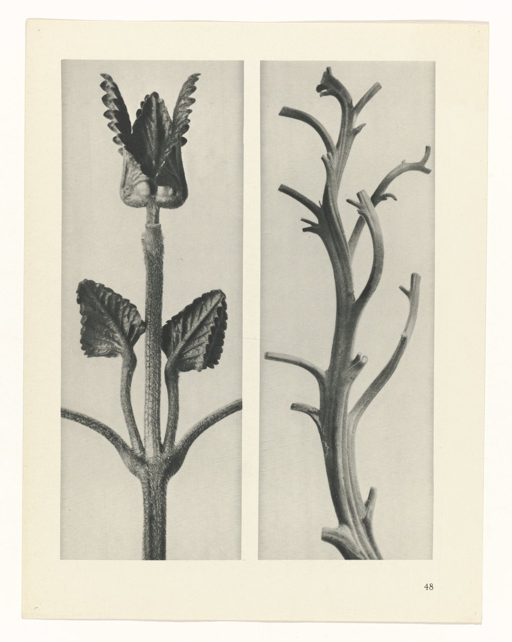 terv tanulmány A művészet archetípusai (sorozat címe) alkotó: Karl Blossfeldt