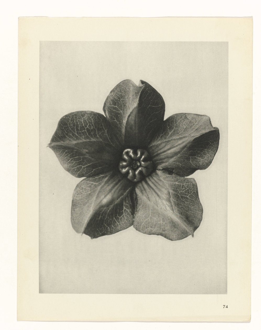 terv tanulmány A művészet archetípusai (sorozat címe) alkotó: Karl Blossfeldt