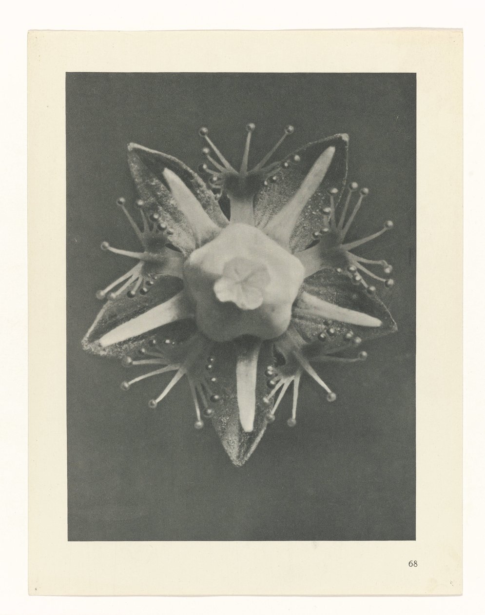 terv tanulmány A művészet archetípusai (sorozat címe) alkotó: Karl Blossfeldt