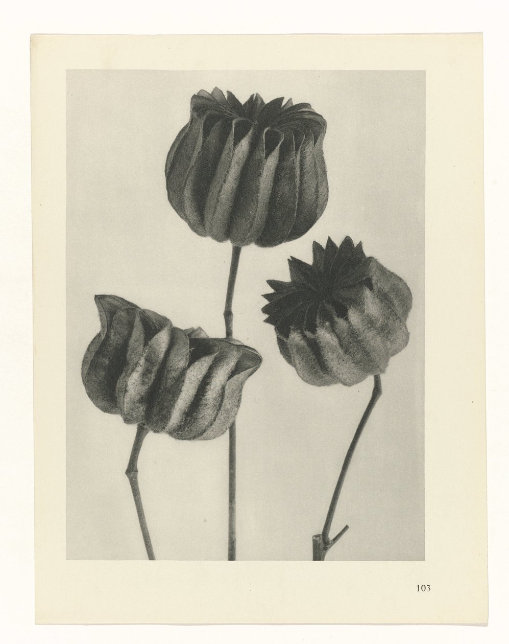 terv tanulmány A művészet archetípusai (sorozat címe) alkotó: Karl Blossfeldt