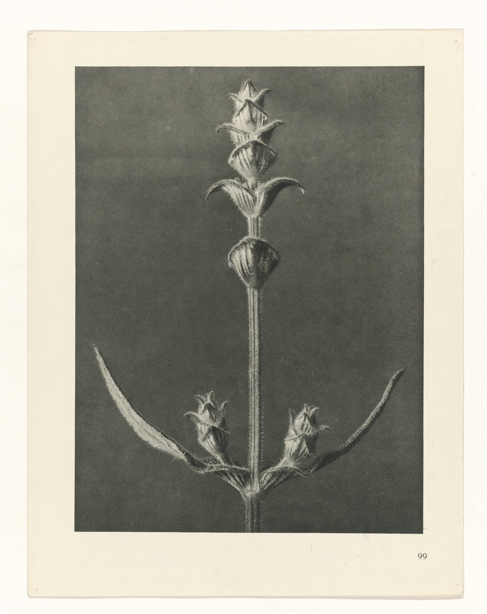 terv tanulmány A művészet archetípusai (sorozat címe) alkotó: Karl Blossfeldt