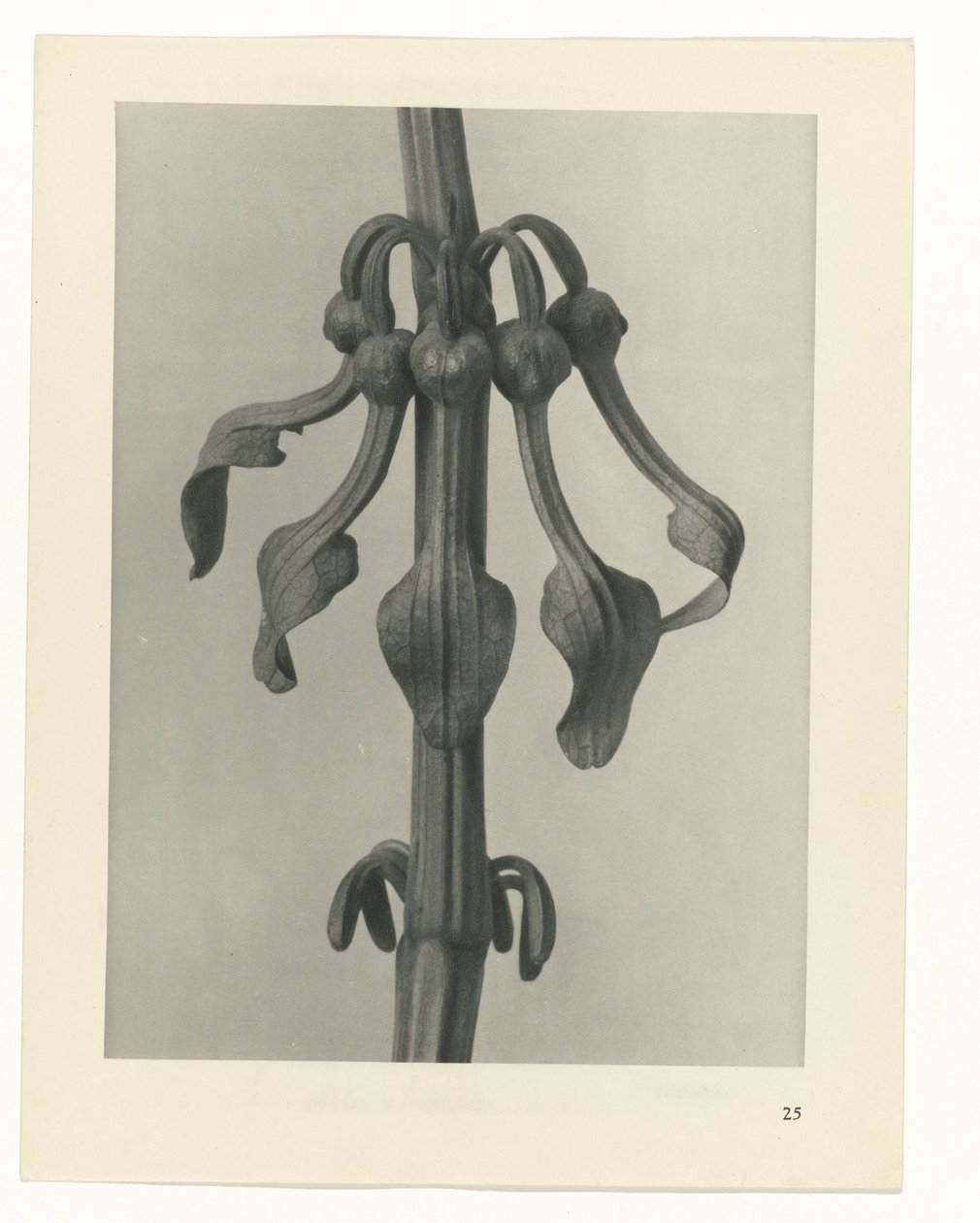 terv tanulmány A művészet archetípusai (sorozat címe) alkotó: Karl Blossfeldt