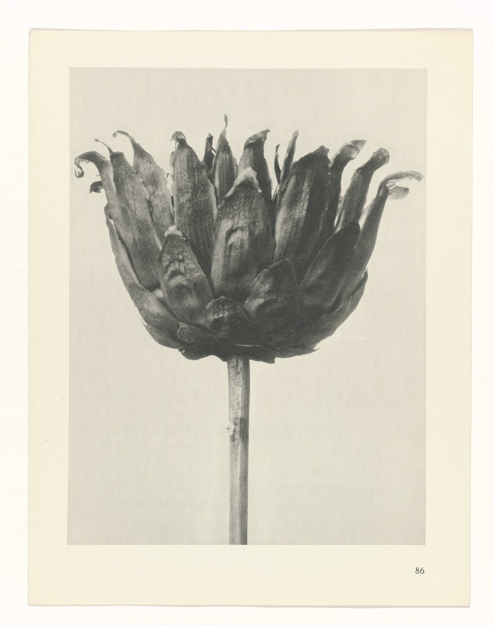 terv tanulmány A művészet archetípusai (sorozat címe) alkotó: Karl Blossfeldt