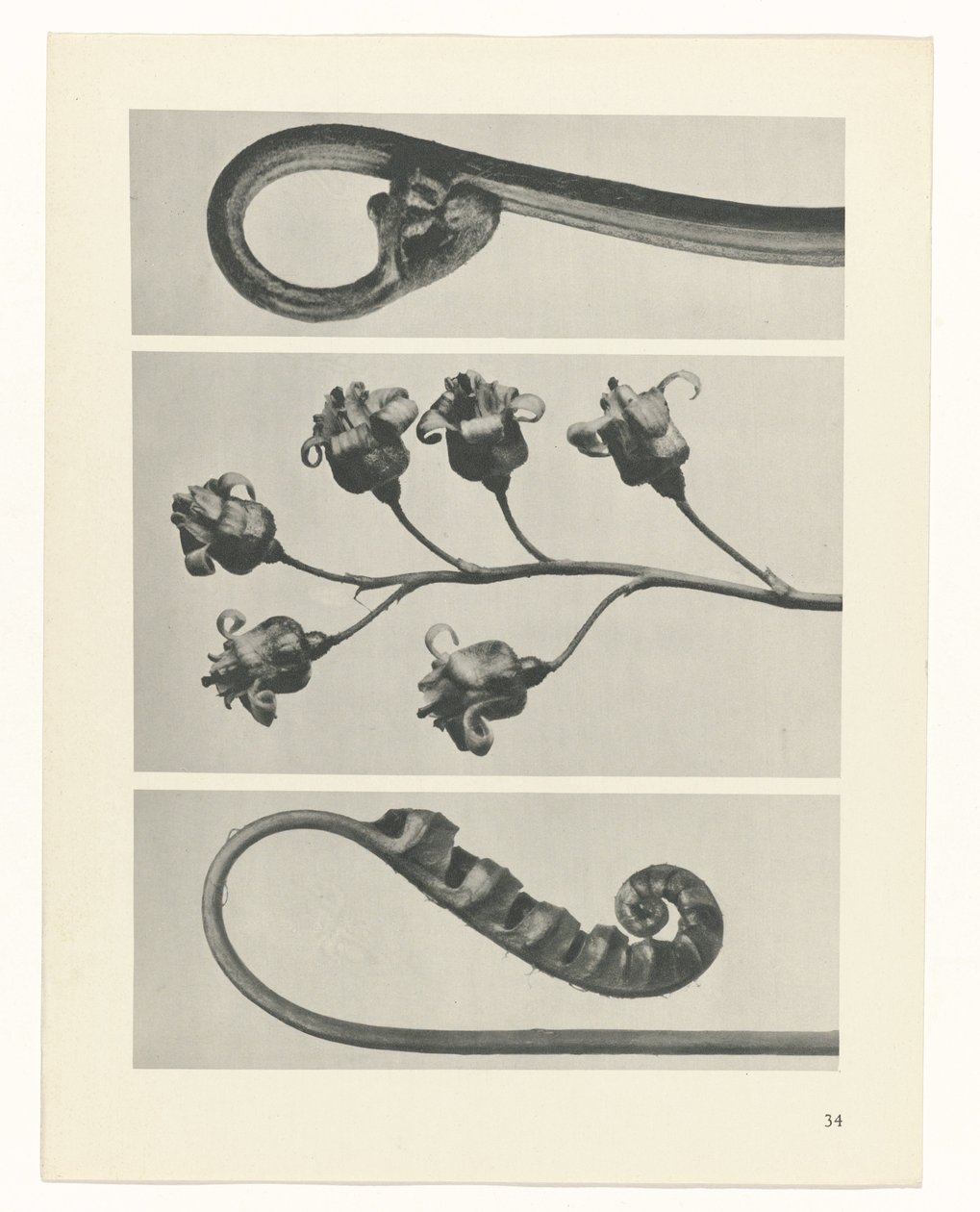terv tanulmány A művészet archetípusai (sorozat címe) alkotó: Karl Blossfeldt