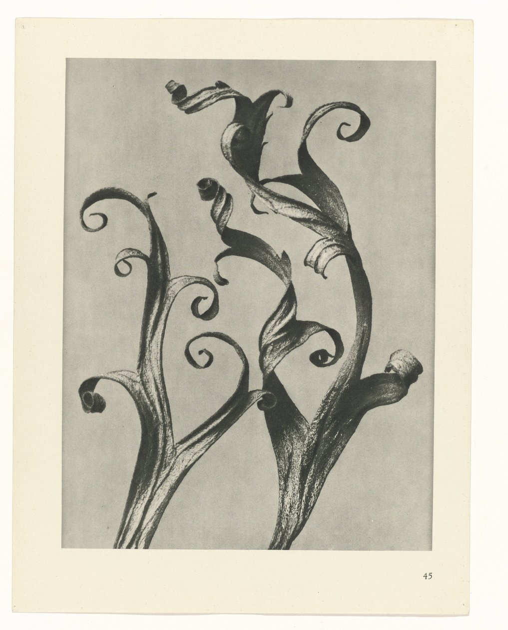 terv tanulmány A művészet archetípusai (sorozat címe) alkotó: Karl Blossfeldt
