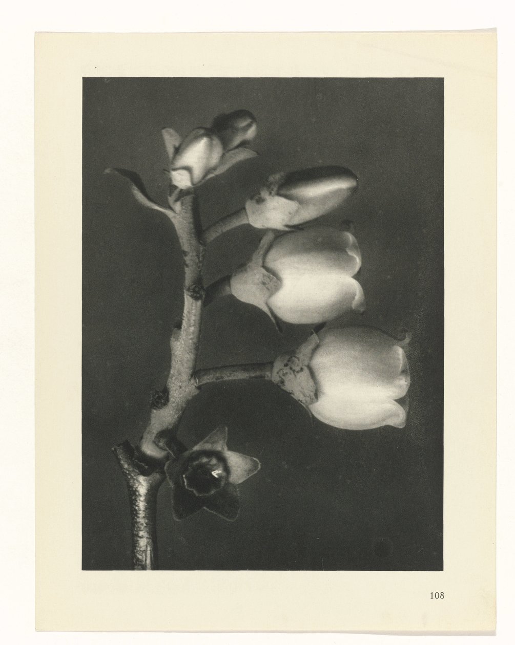 terv tanulmány A művészet archetípusai (sorozat címe) alkotó: Karl Blossfeldt