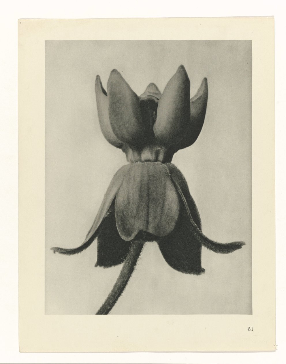 terv tanulmány A művészet archetípusai (sorozat címe) alkotó: Karl Blossfeldt