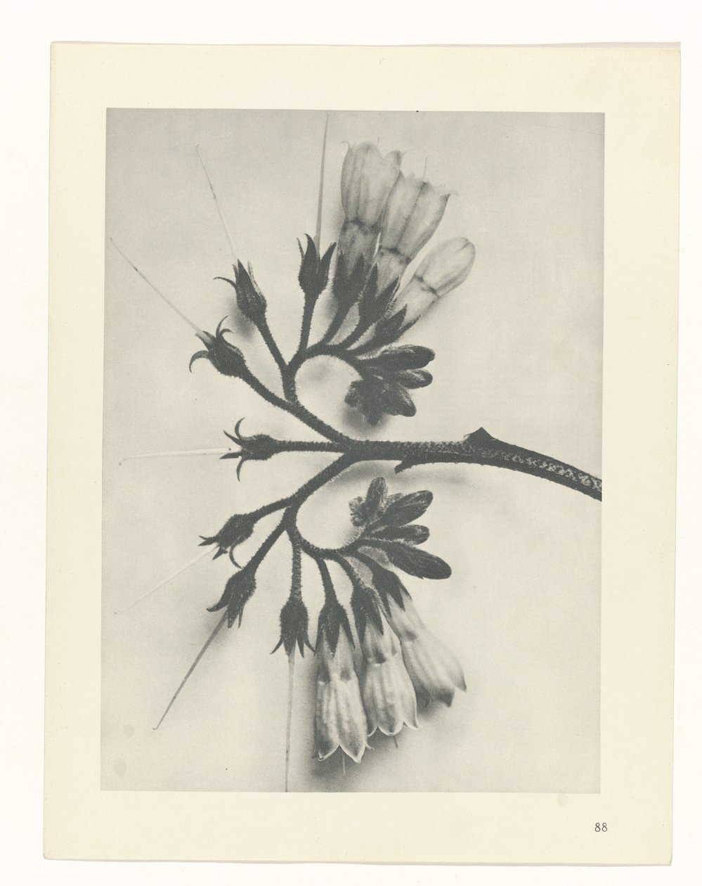 terv tanulmány A művészet archetípusai (sorozat címe) alkotó: Karl Blossfeldt