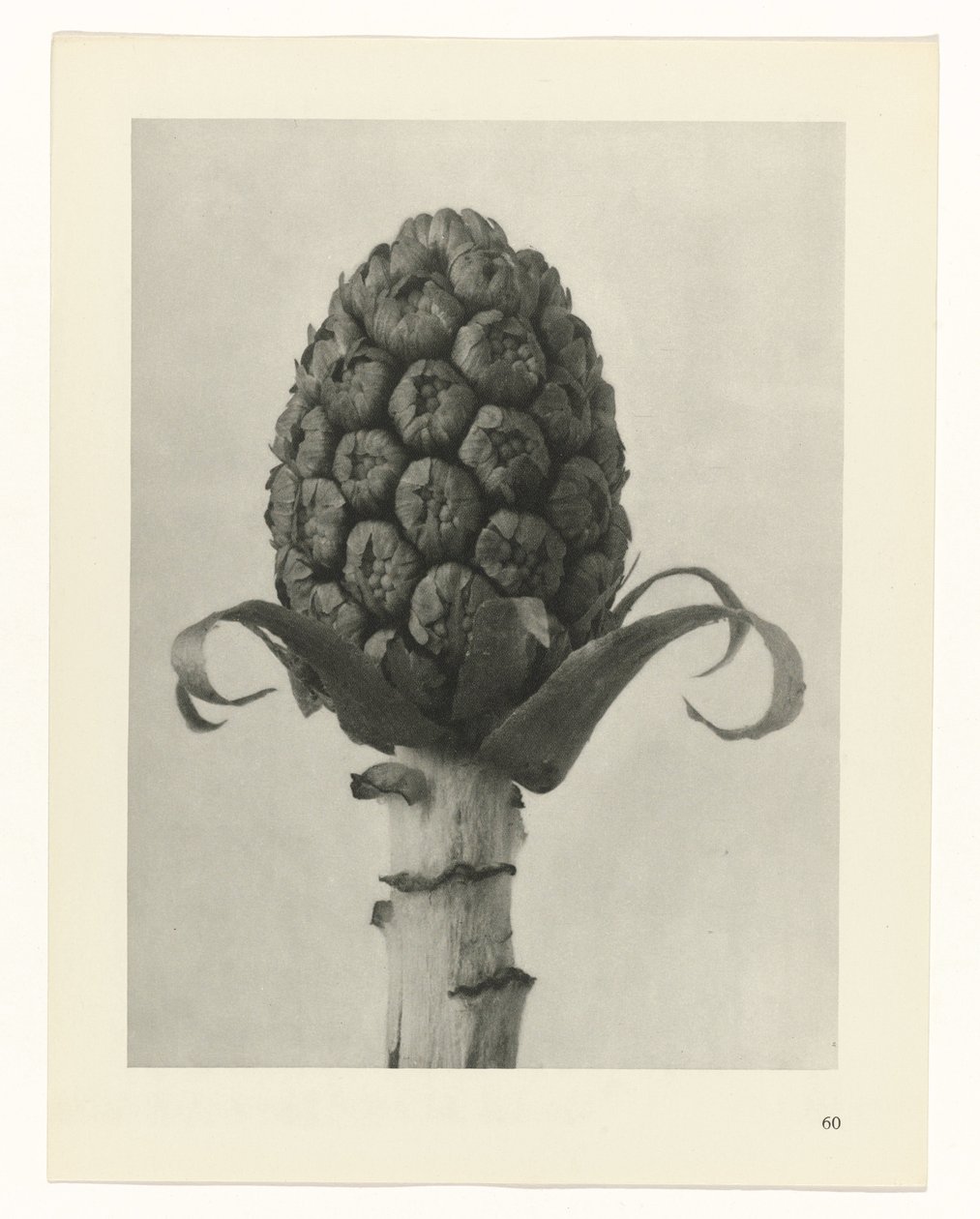terv tanulmány A művészet archetípusai (sorozat címe) alkotó: Karl Blossfeldt