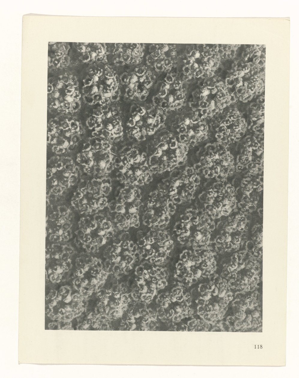 terv tanulmány A művészet archetípusai (sorozat címe) alkotó: Karl Blossfeldt