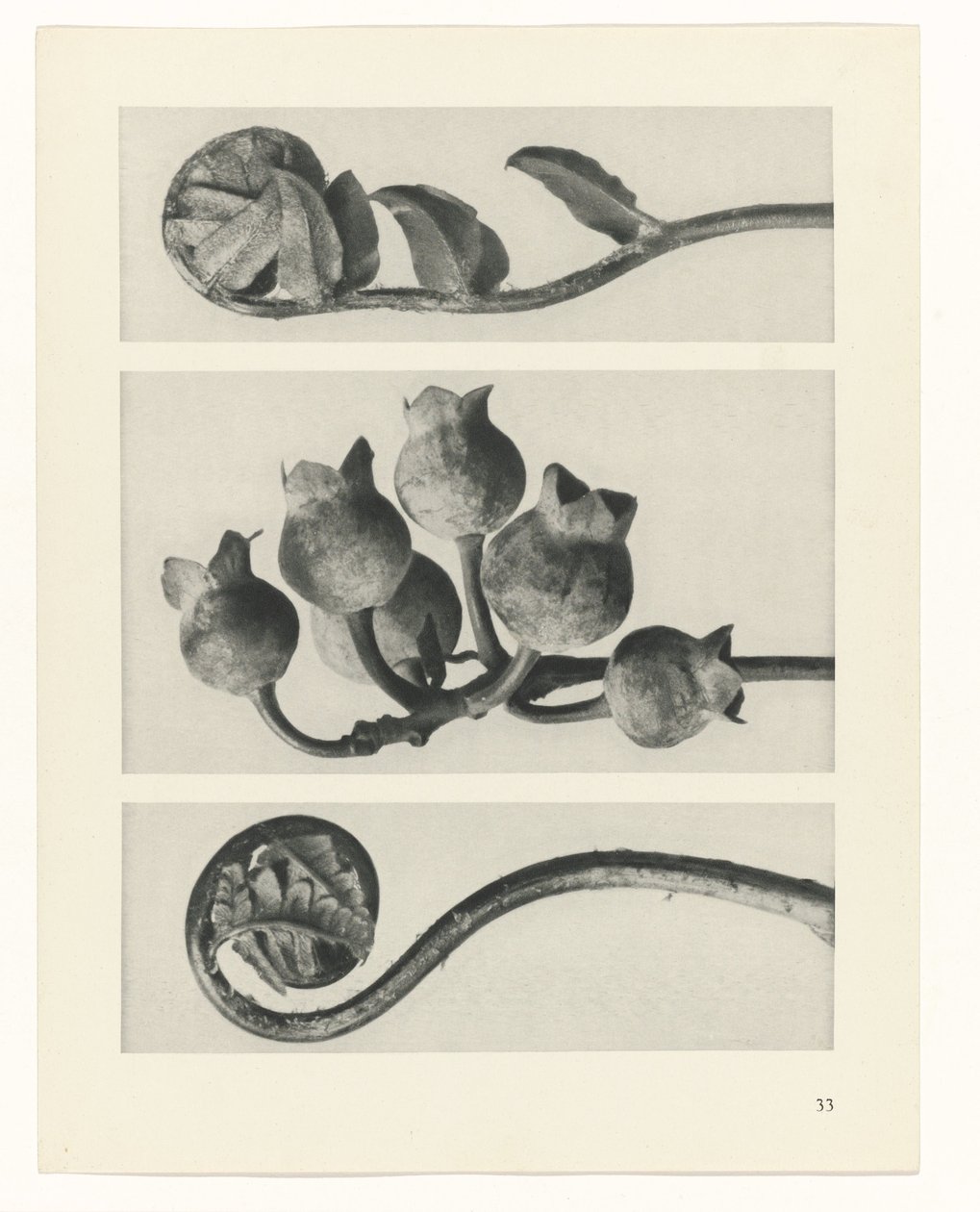 terv tanulmány A művészet archetípusai (sorozat címe) alkotó: Karl Blossfeldt