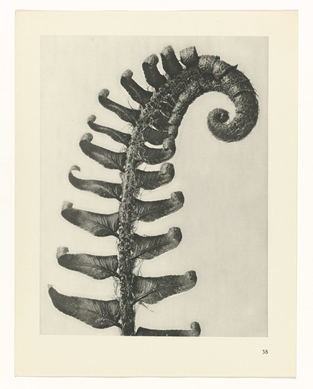 terv tanulmány A művészet archetípusai (sorozat címe) alkotó: Karl Blossfeldt